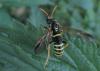 Tenthredo scrophulariae